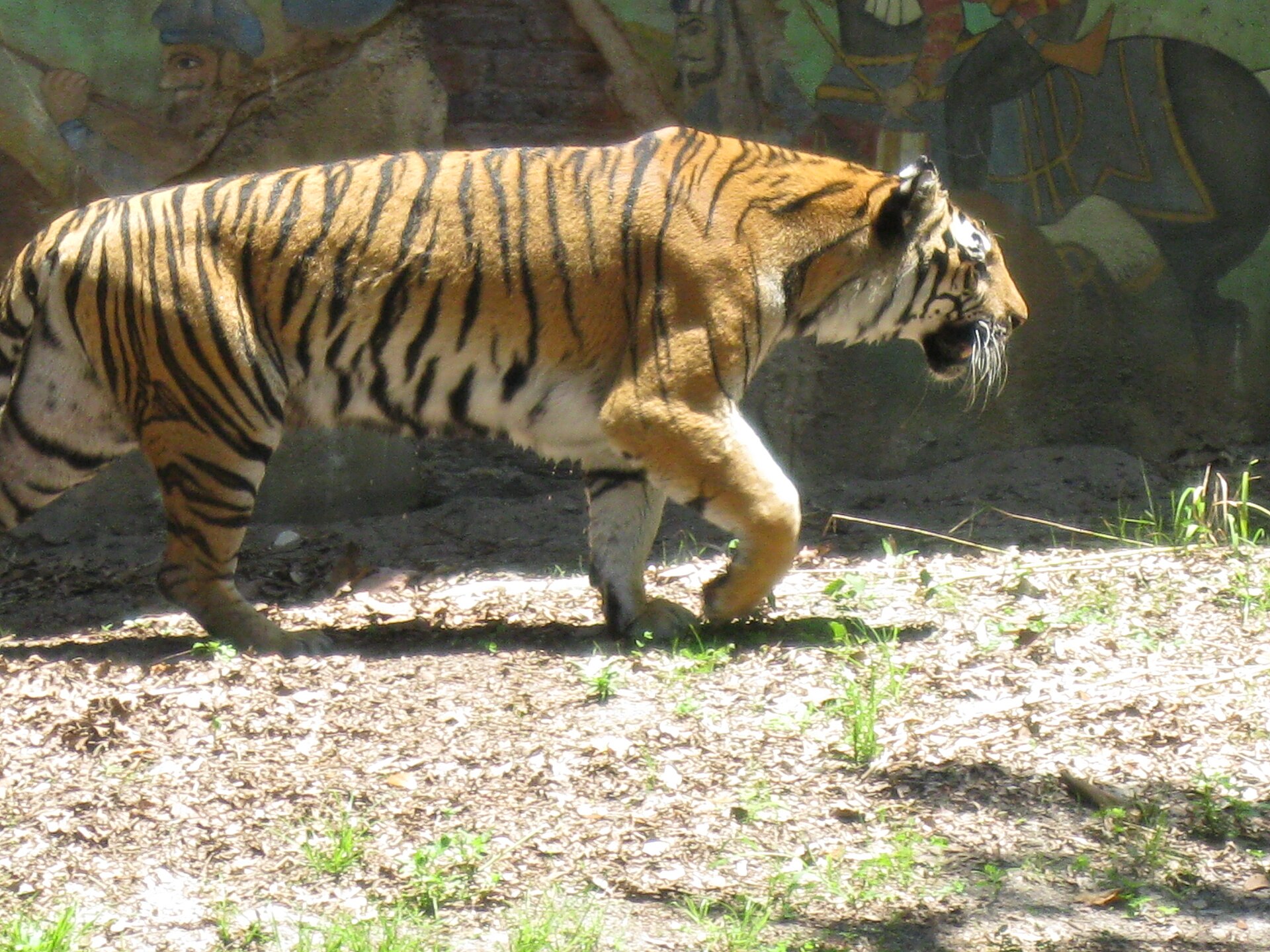 Discovery Island Trails