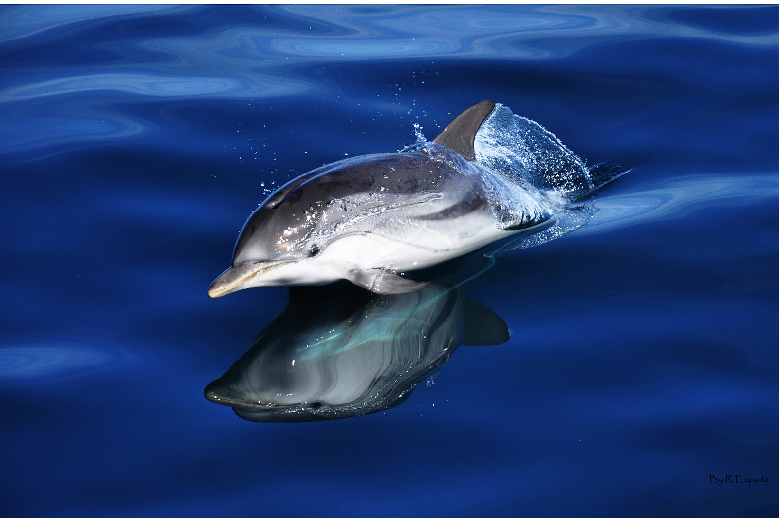 Dolphin Adventure