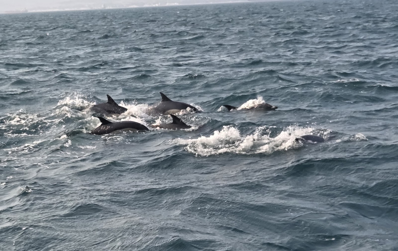 Dolphin Adventure — Oficiais