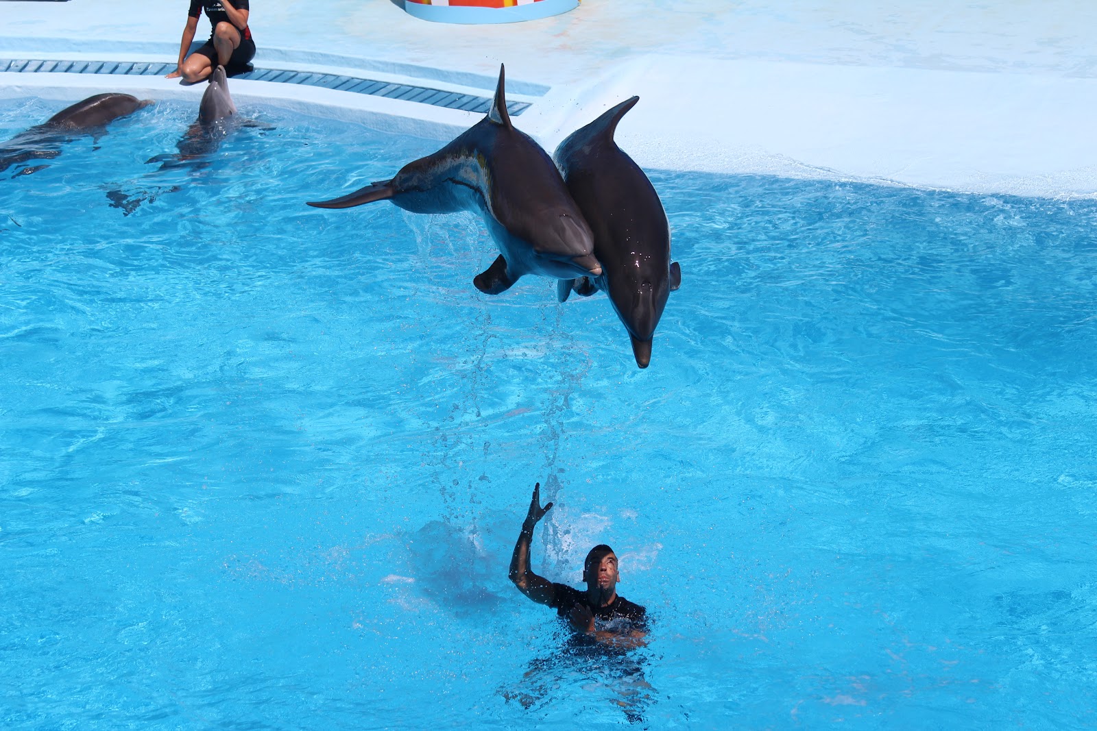 Dolphin Emotions — Oficiais