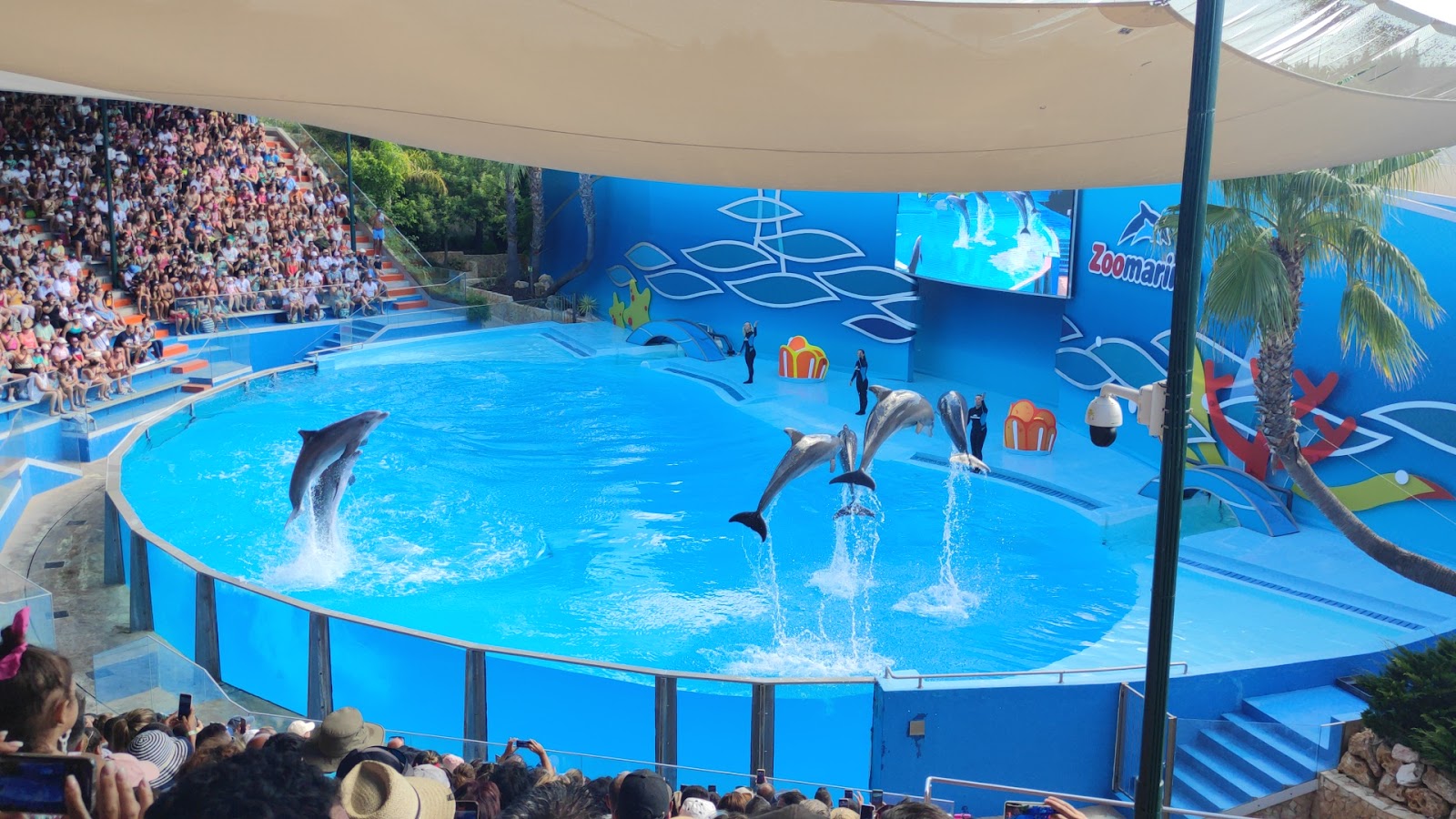 Dolphin Presentations