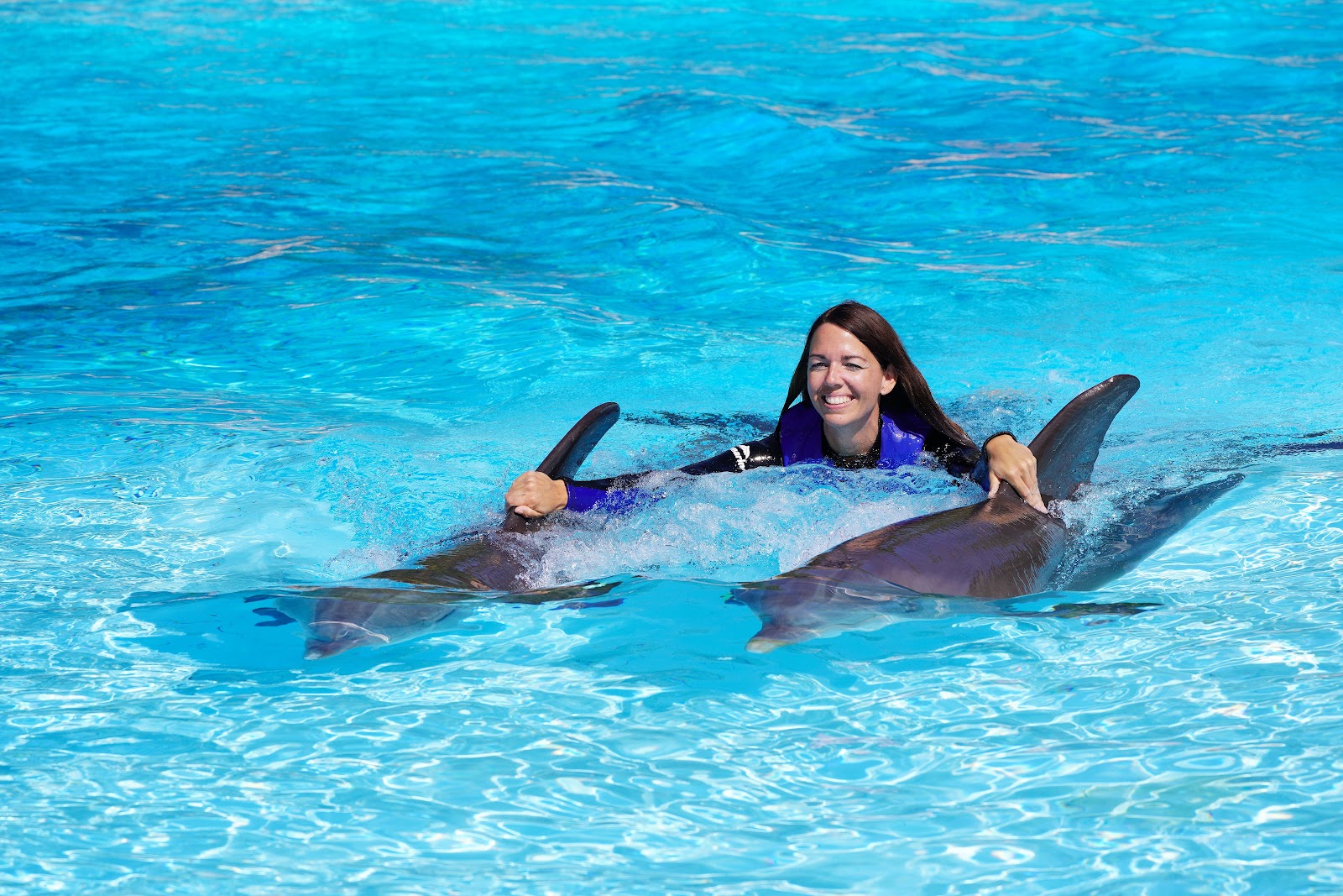 Dolphin Presentations — Oficiais