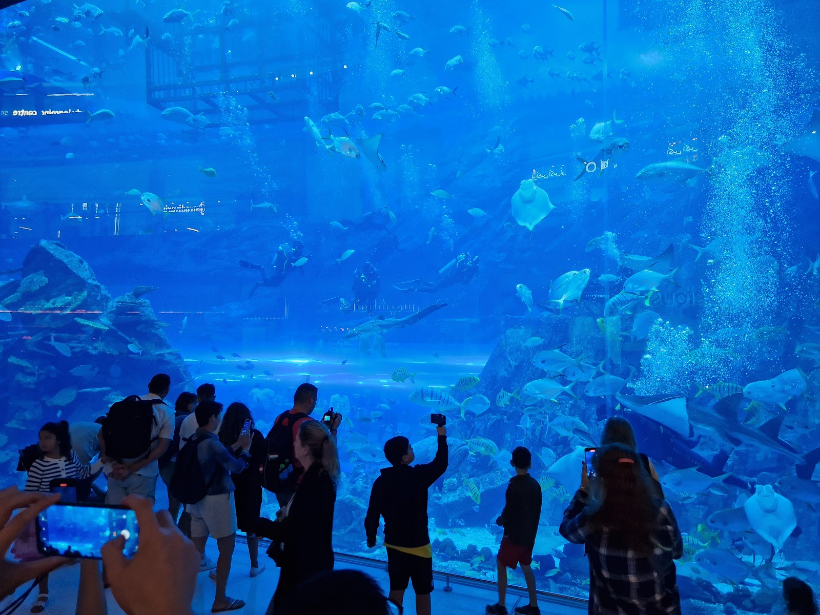 Dubai Aquarium & Underwater Zoo — Oficiais