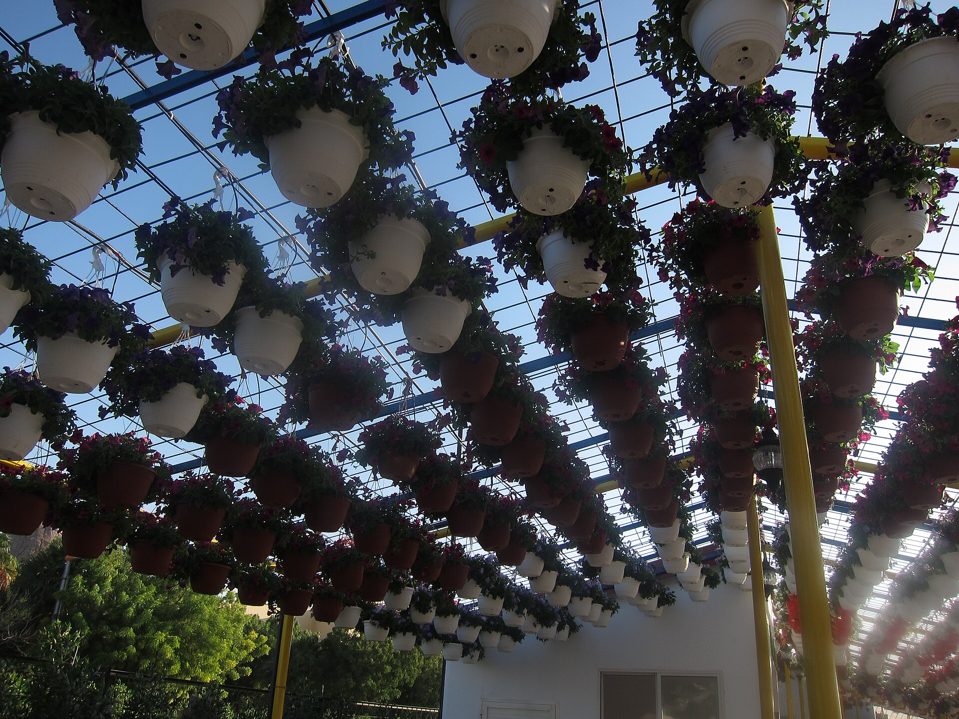 Dubai Miracle Garden