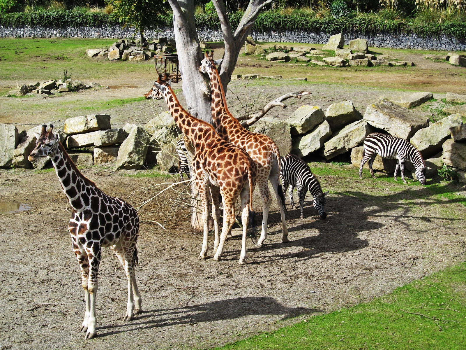 Dublin Zoo — Oficiais