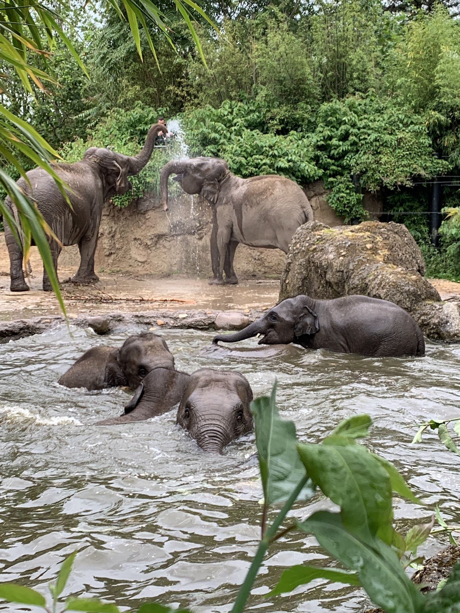 Dublin Zoo — Oficiais