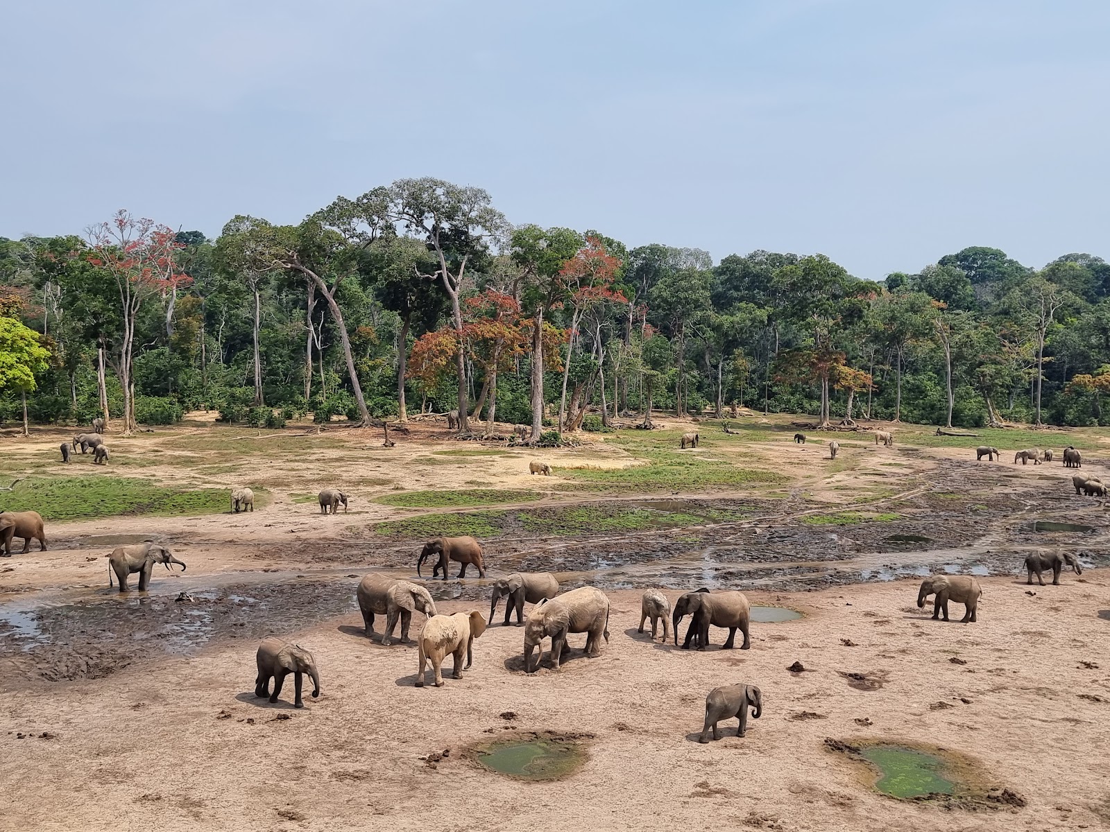 Dzanga Bai (The Village of Elephants)