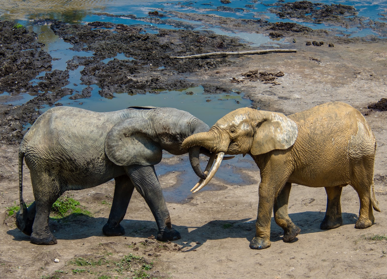 Dzanga Bai (The Village of Elephants) — Oficiais