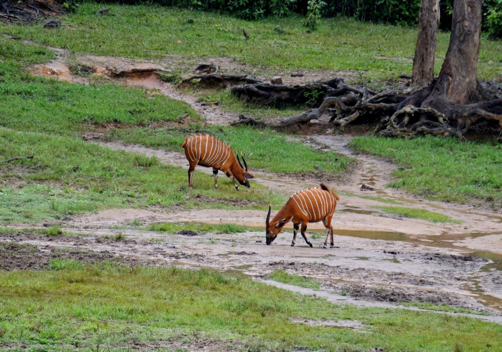 Dzanga Bai (The Village of Elephants) — Oficiais