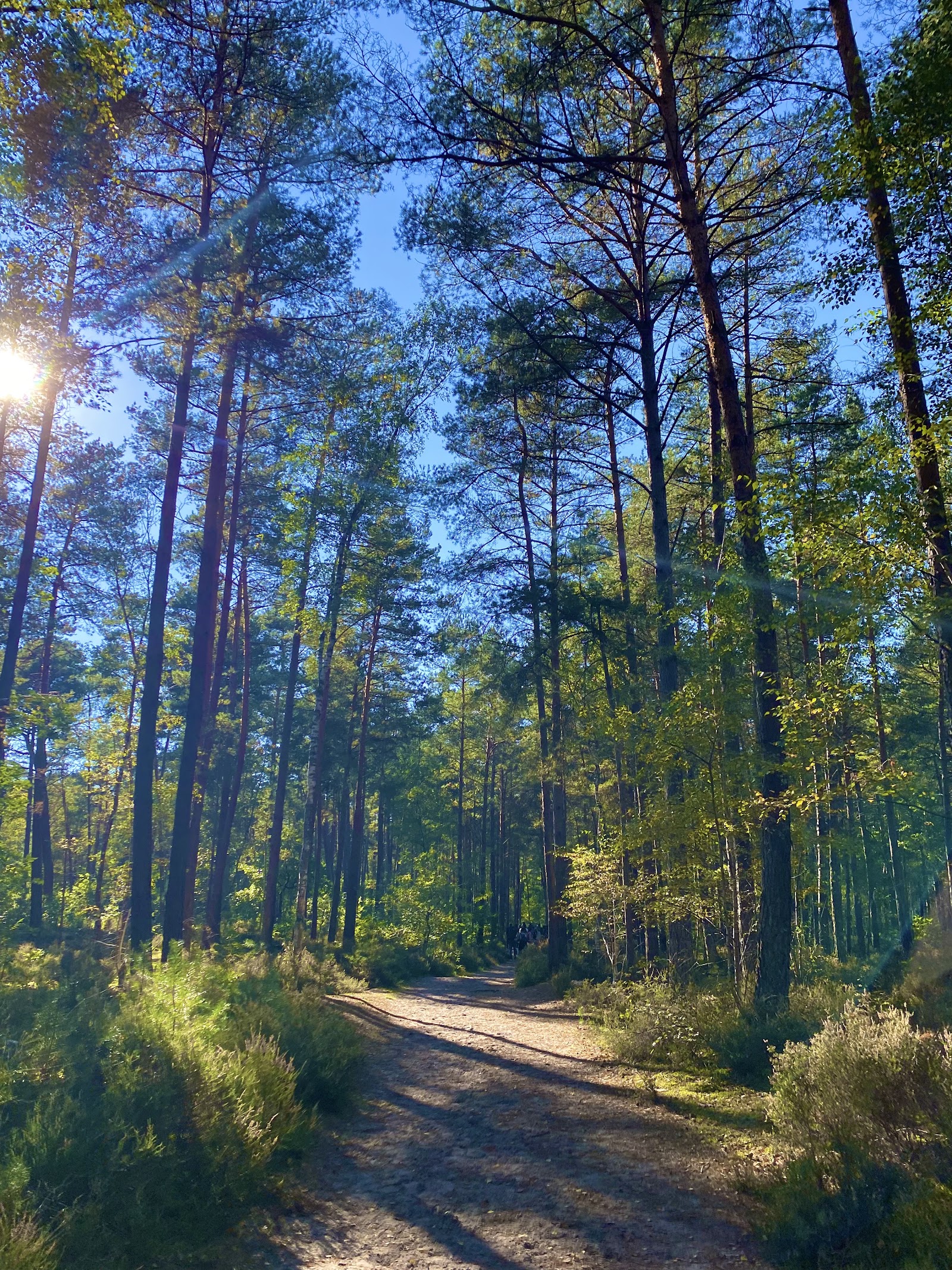 Floresta de Fontainebleau — Oficiais