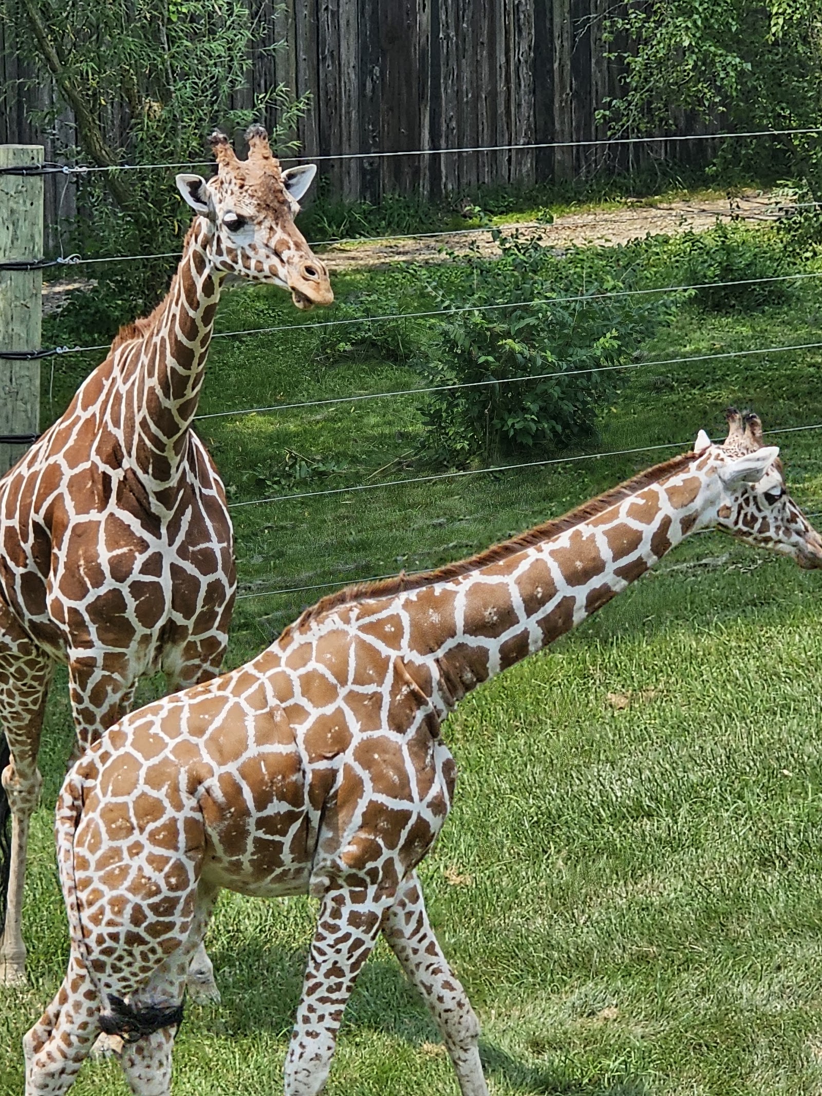 Fort Wayne Zoo — Oficiais