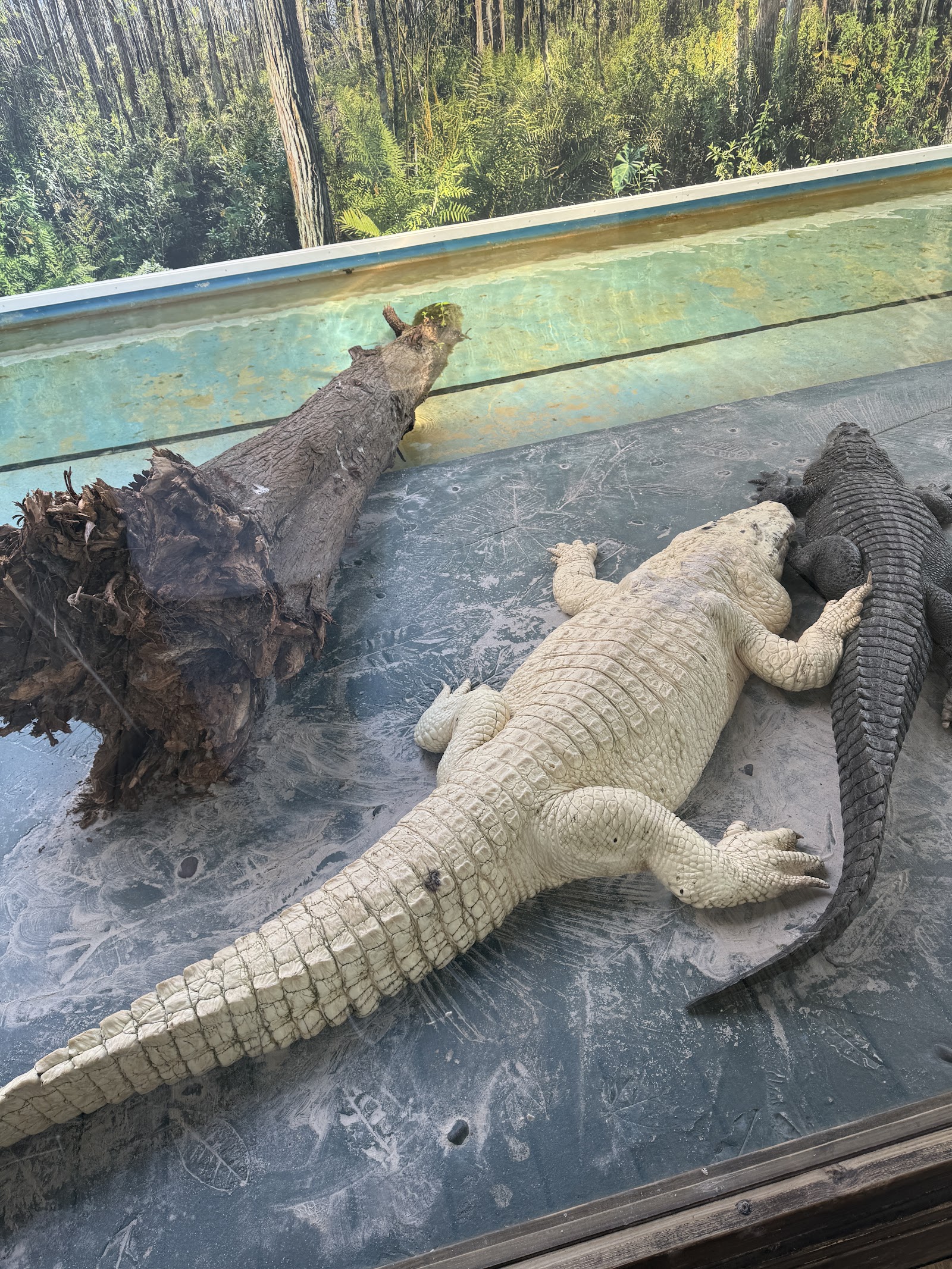 Gator Jumparoo Show