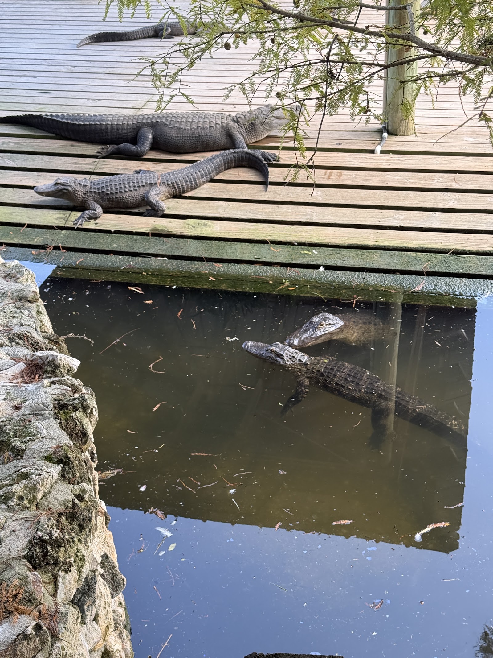 Gator Jumparoo Show — Oficiais