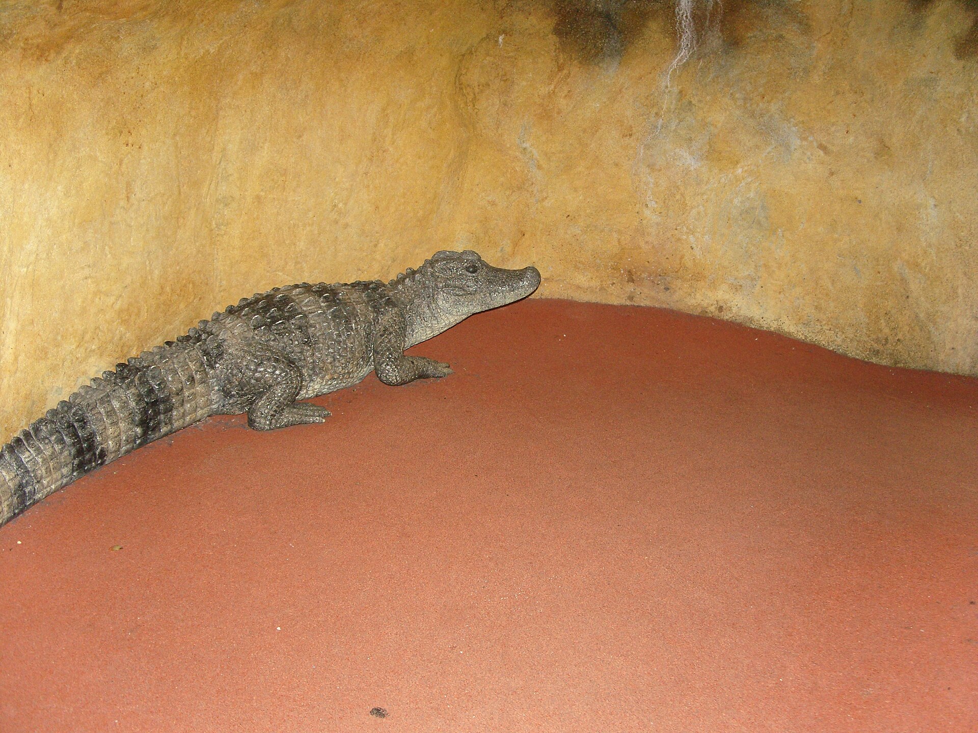 Gator Marsh