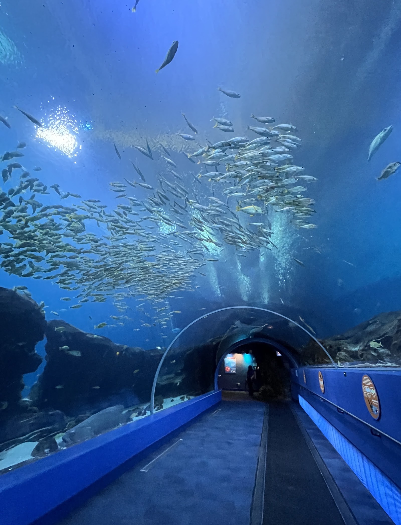 Georgia Aquarium — Oficiais