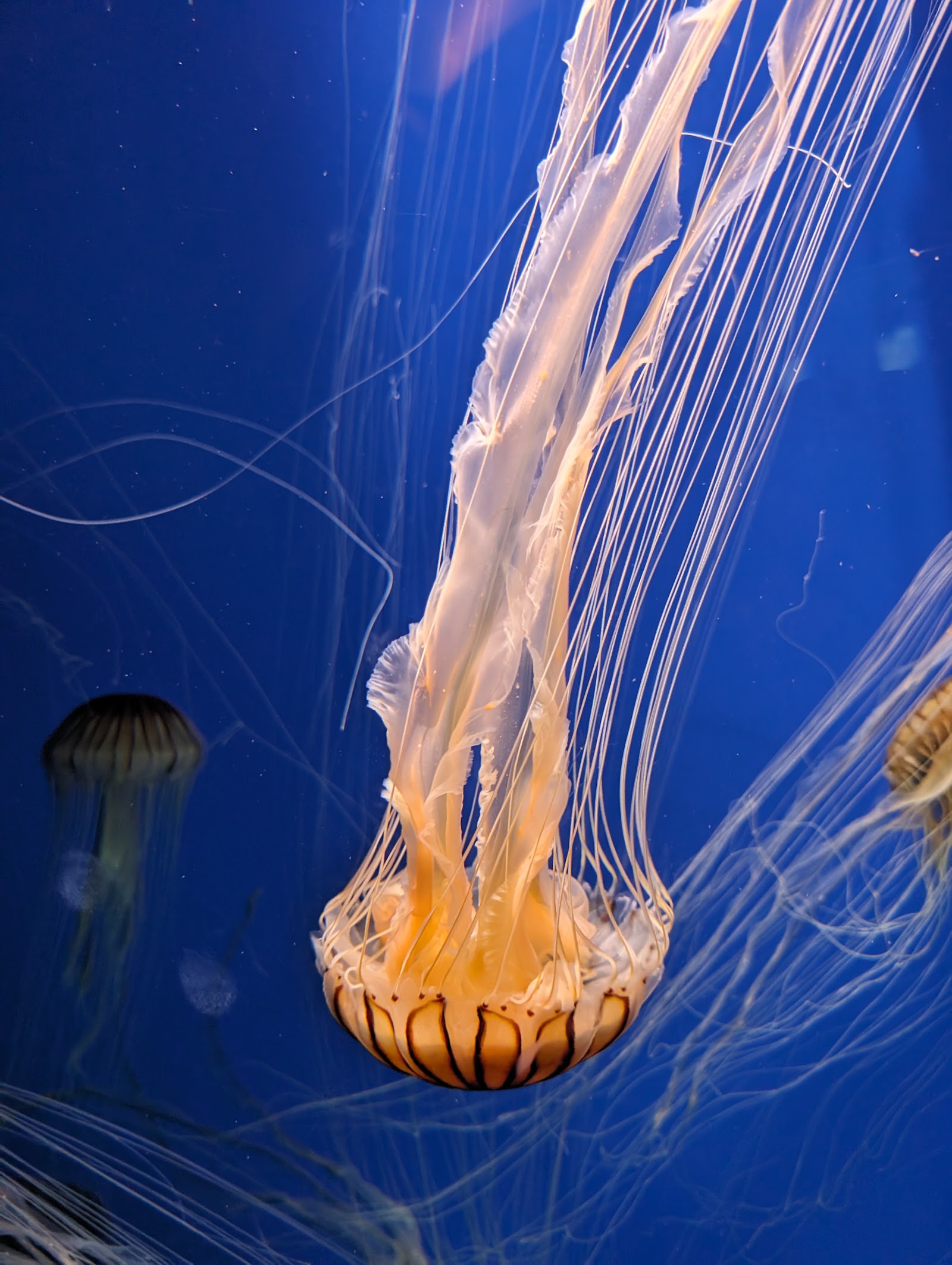 Georgia Aquarium — Oficiais