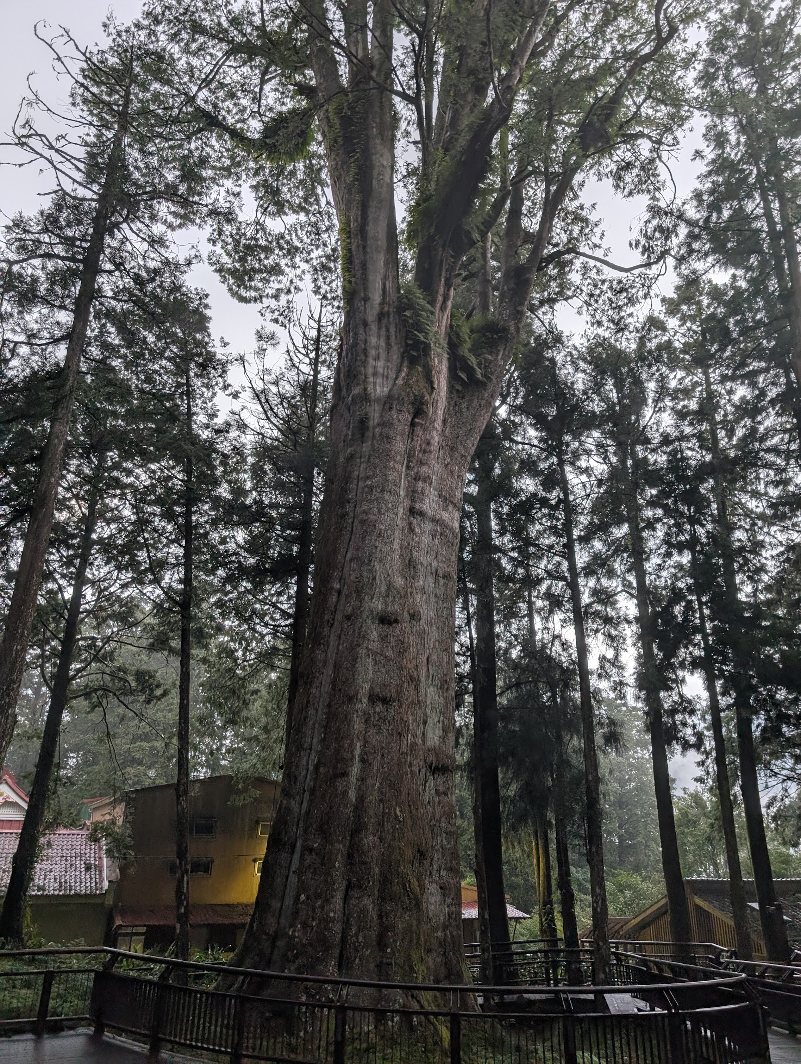 Giant Tree Plank Trail