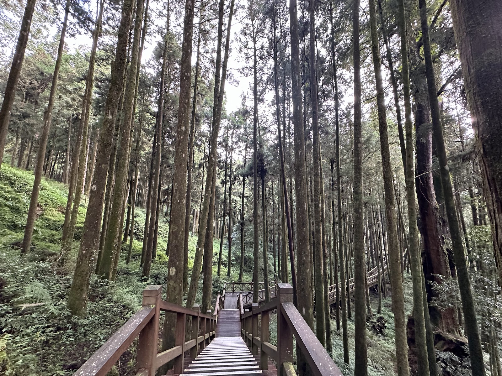 Giant Tree Plank Trail — Oficiais