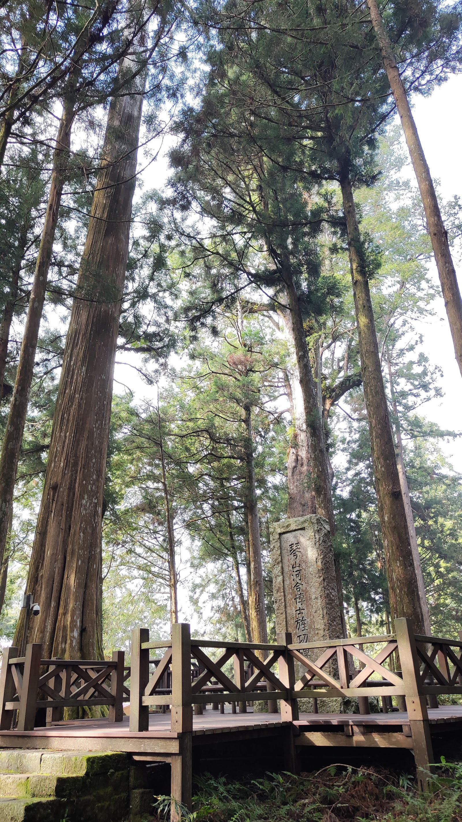 Giant Tree Plank Trail — Oficiais