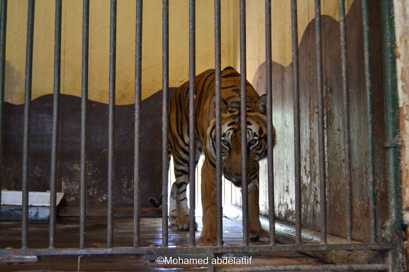 Giza Zoo