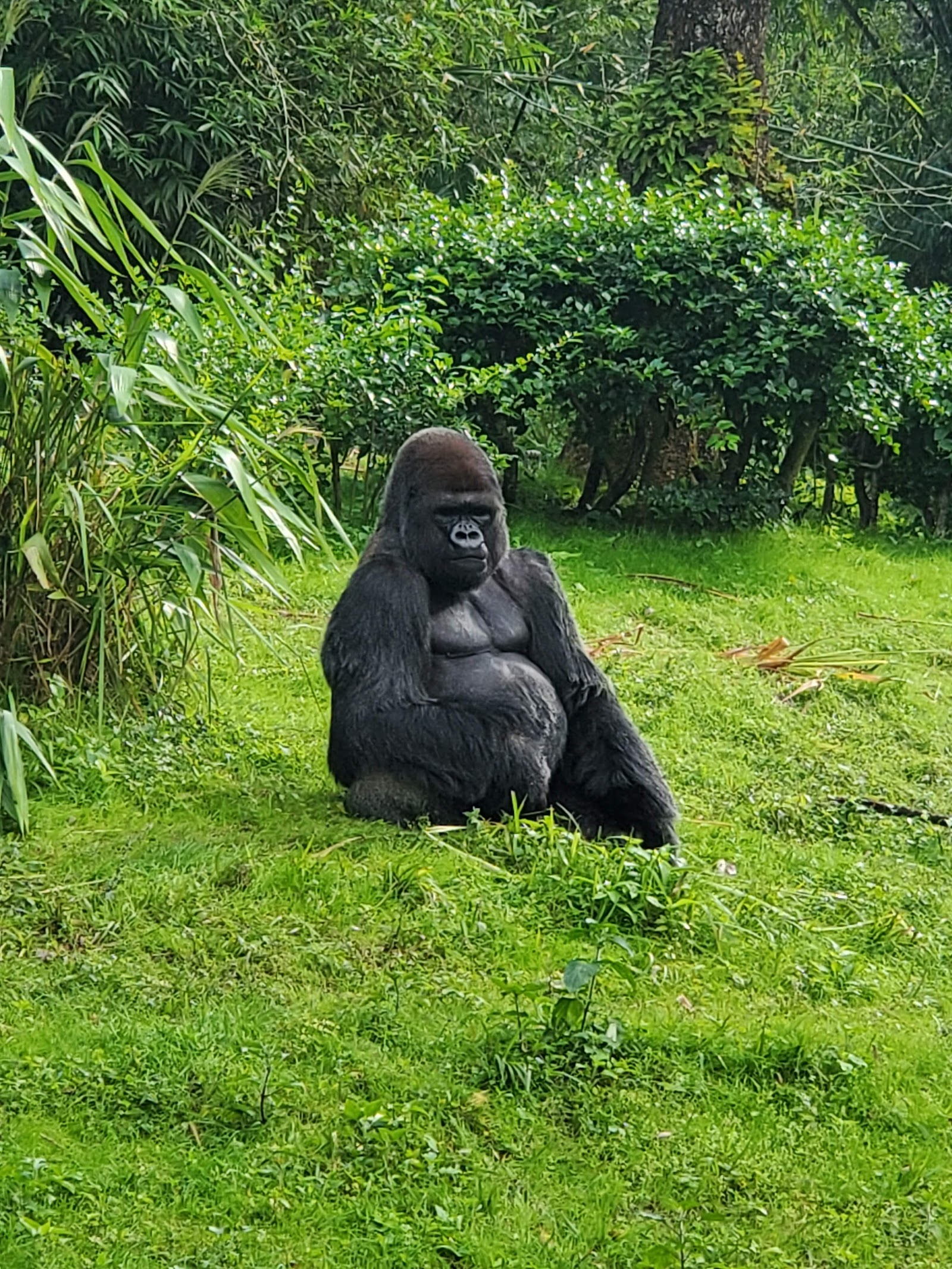 Gorilla Falls Exploration Trail — Oficiais