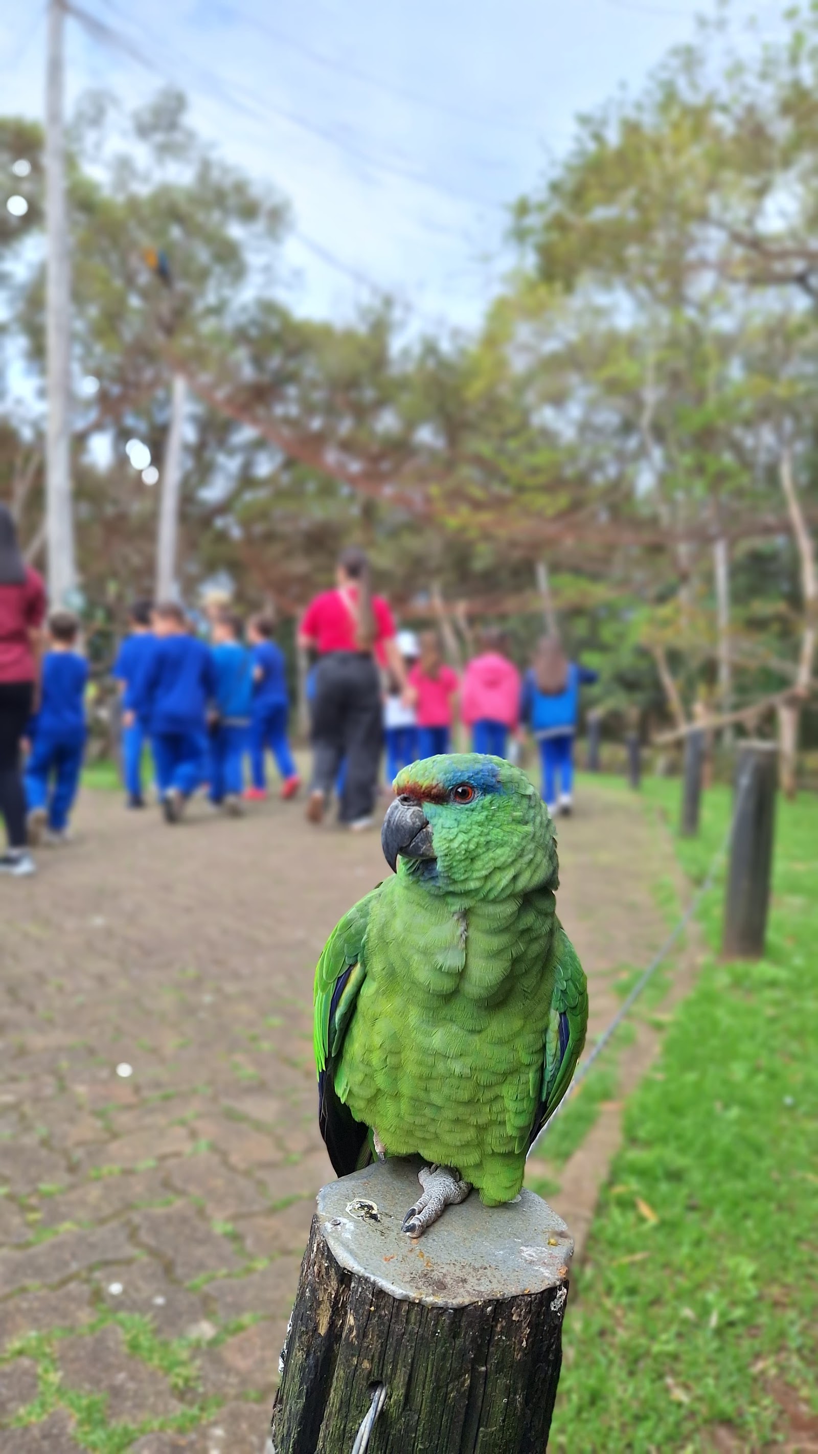 GramadoZoo