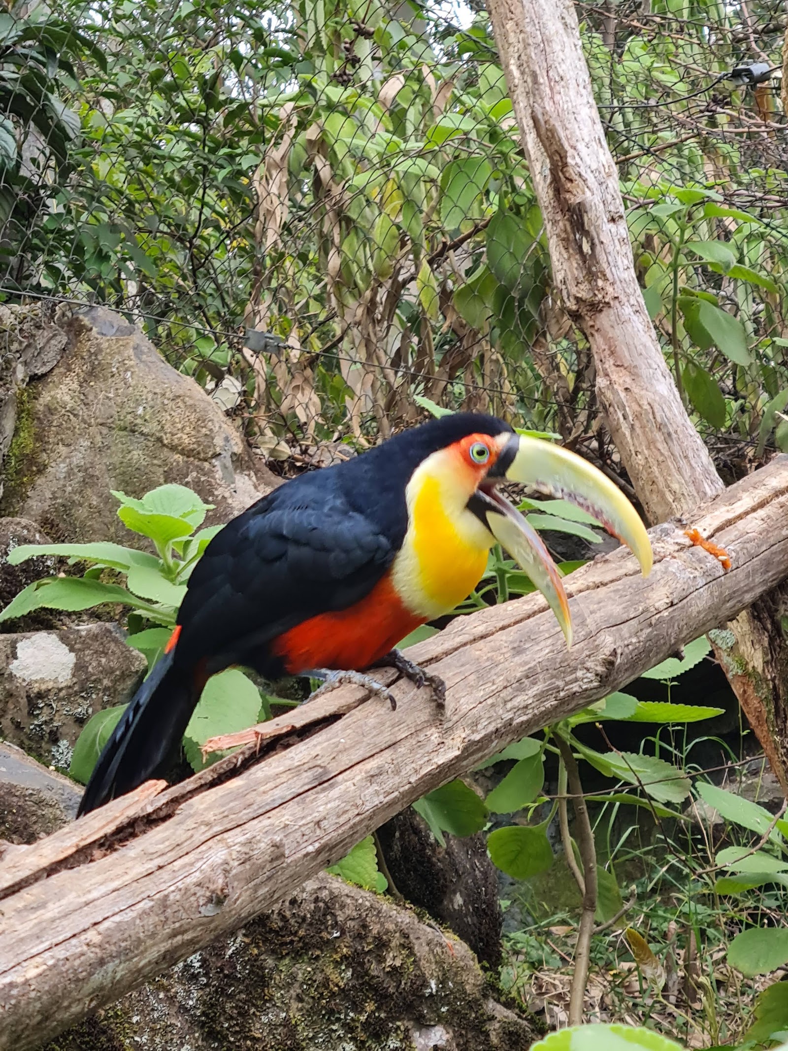 GramadoZoo — Oficiais