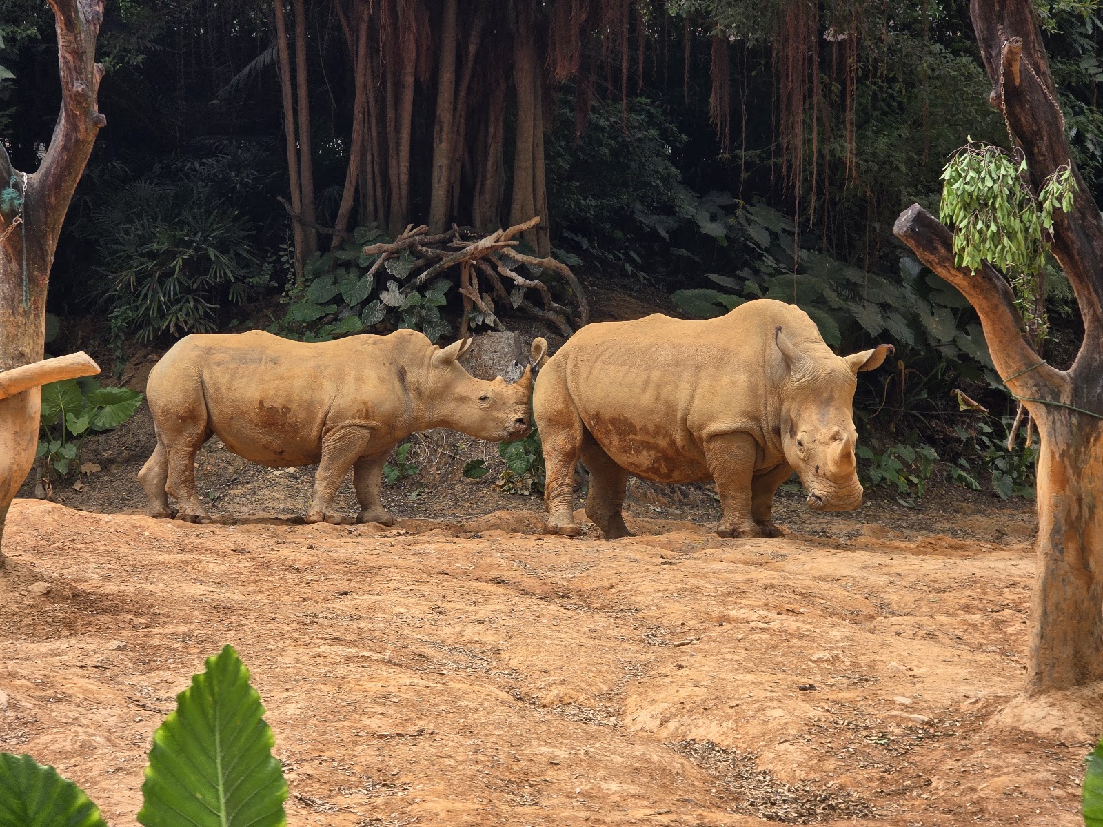 Guangzhou Chimelong Safari Park （Main Gate） — Oficiais