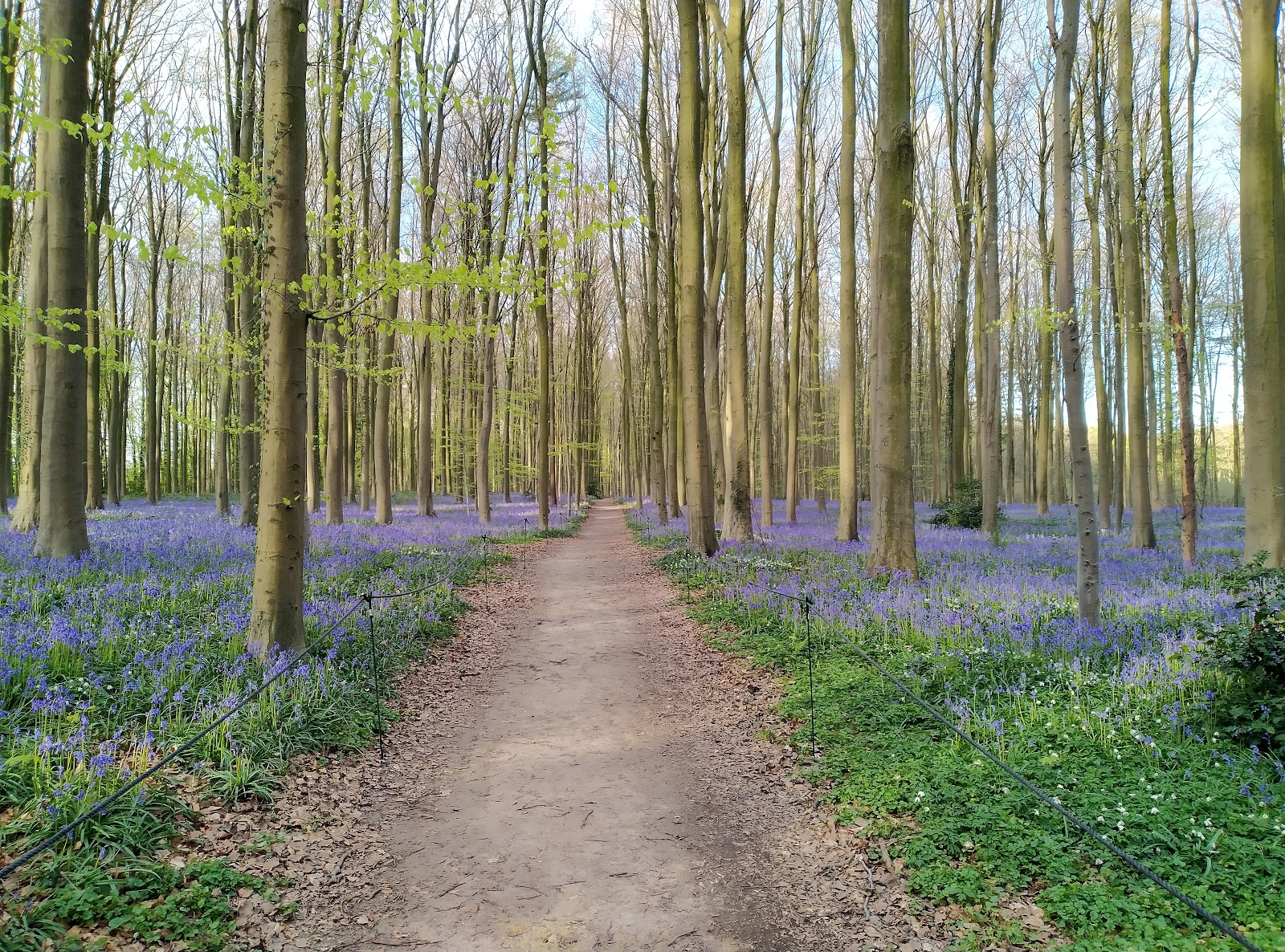 Hallerbos — Oficiais