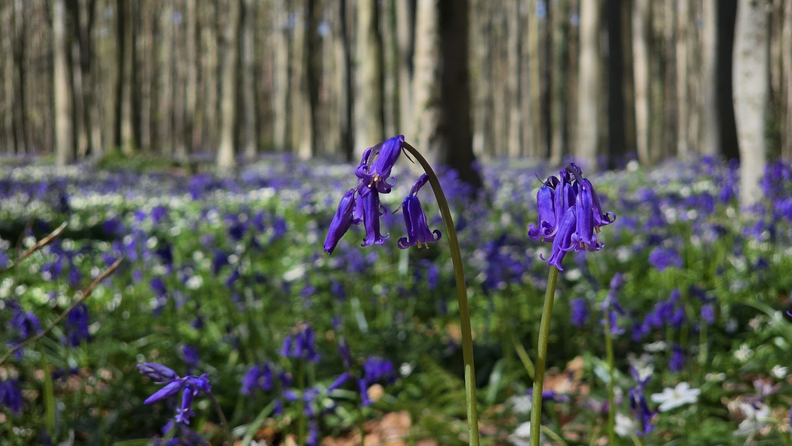 Hallerbos — Oficiais