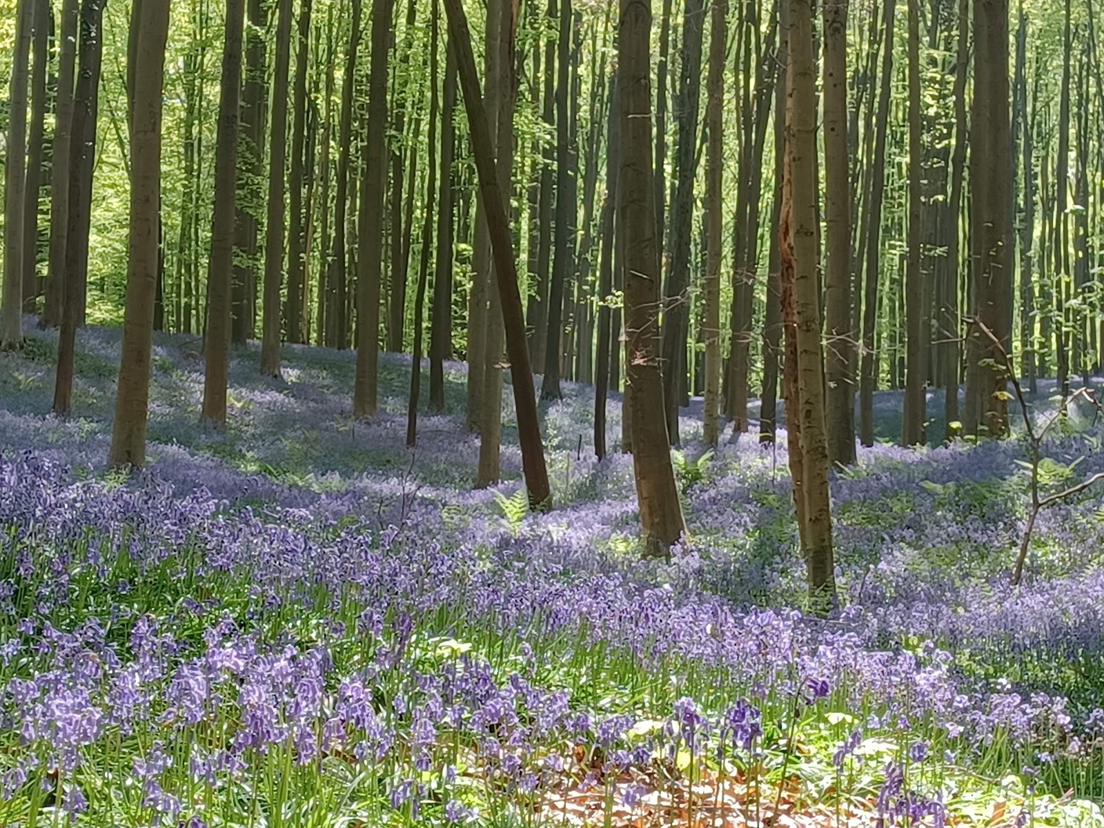 Hallerbos Visitor Area