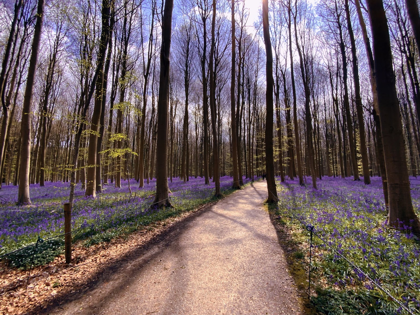 Hallerbos Visitor Area — Oficiais