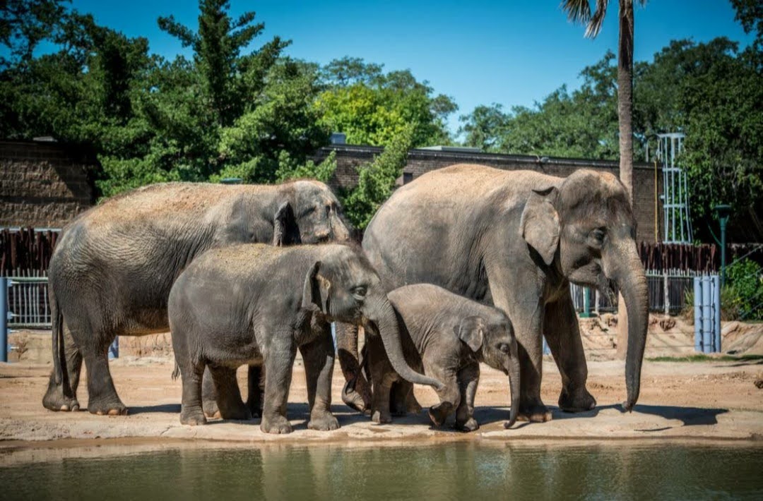 Houston Zoo — Oficiais