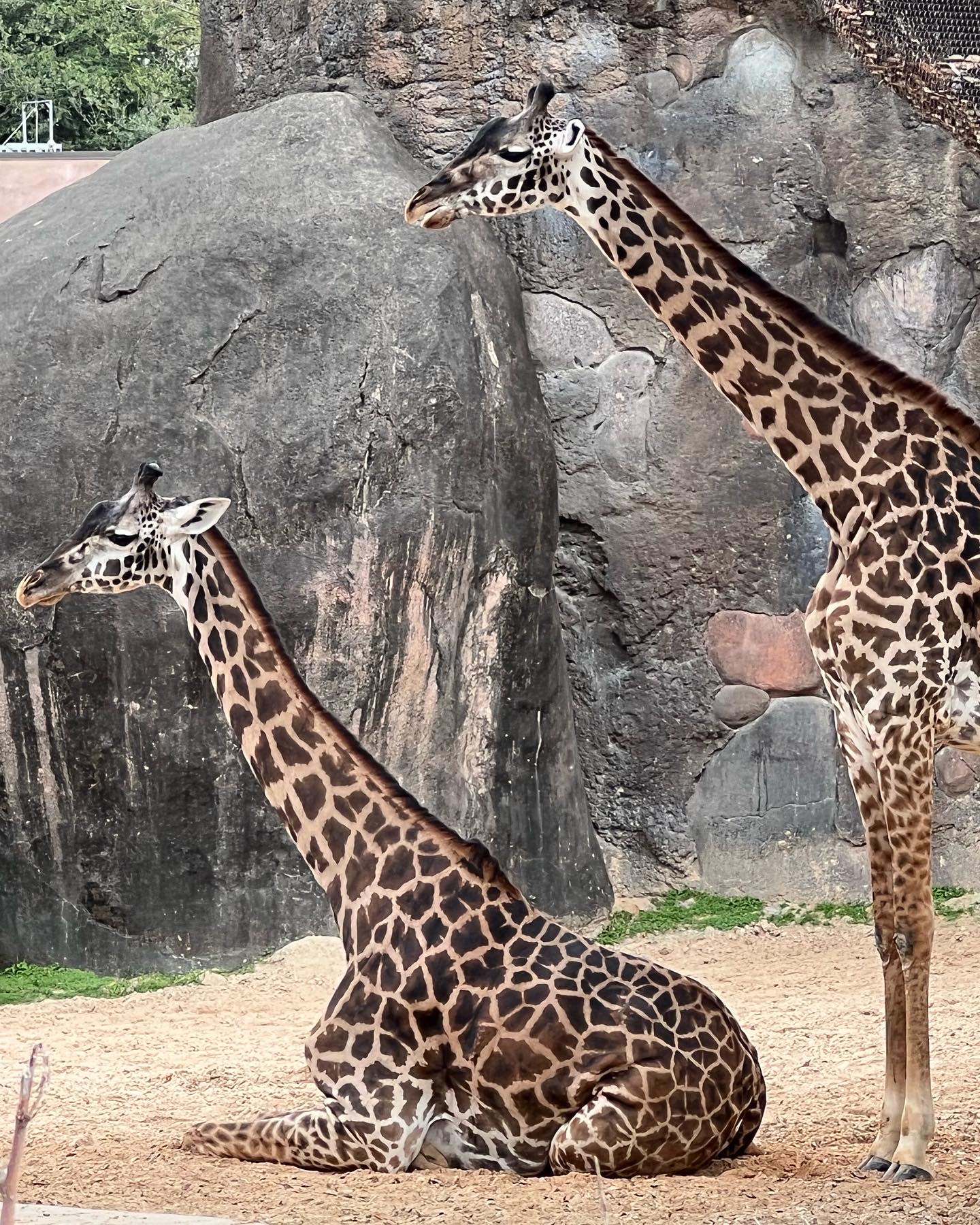 Houston Zoo — Oficiais