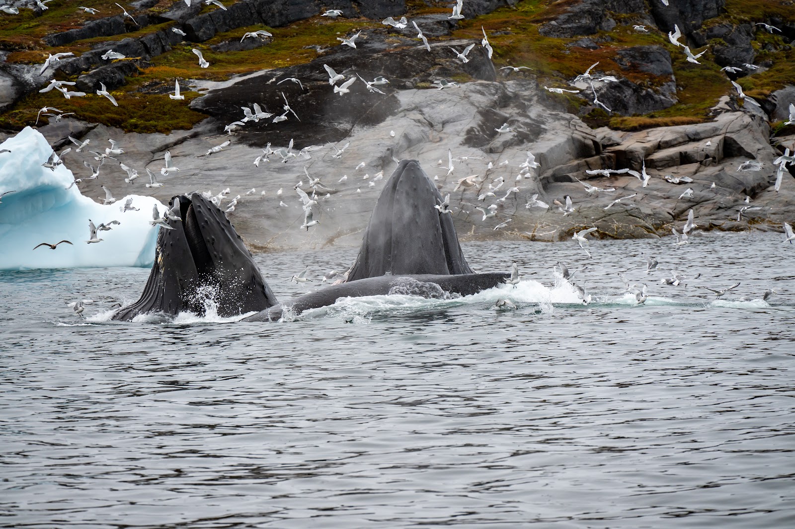Ilulissat Icefjord — Oficiais