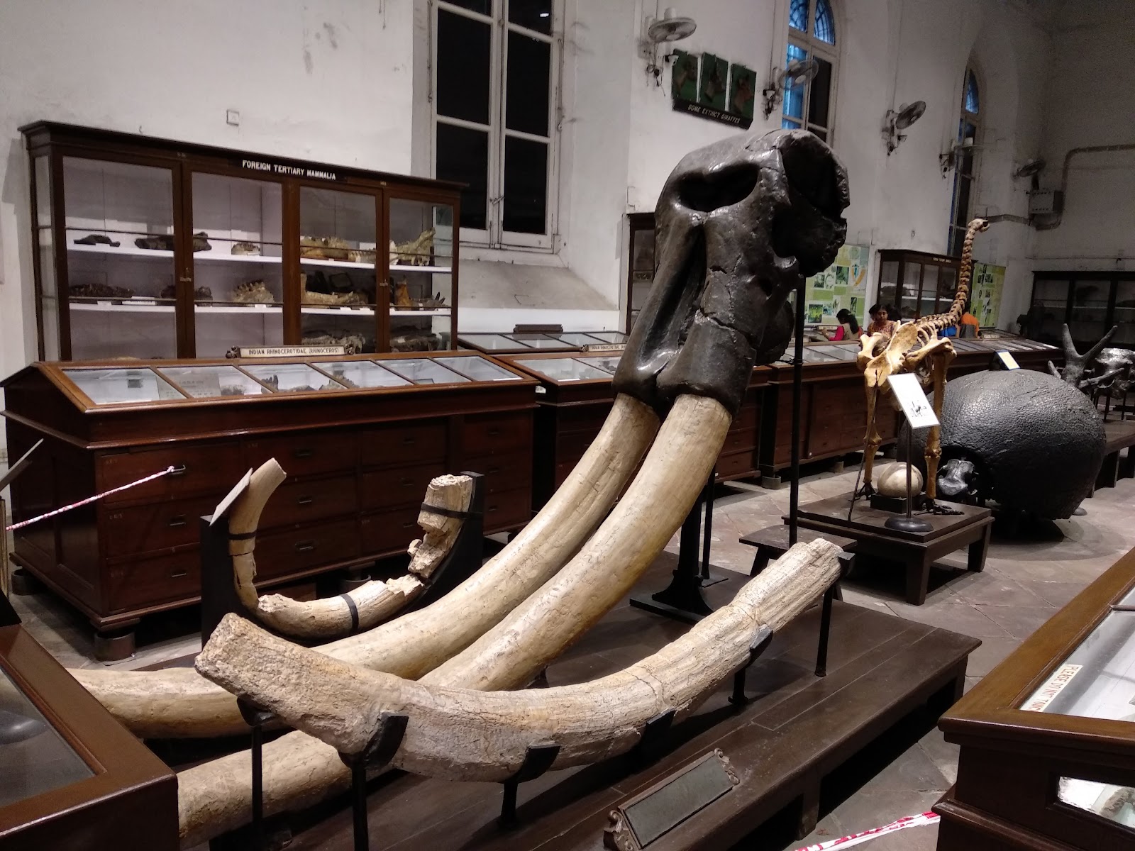 Indian Museum — Oficiais