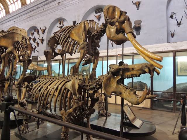 Indian Museum — Oficiais