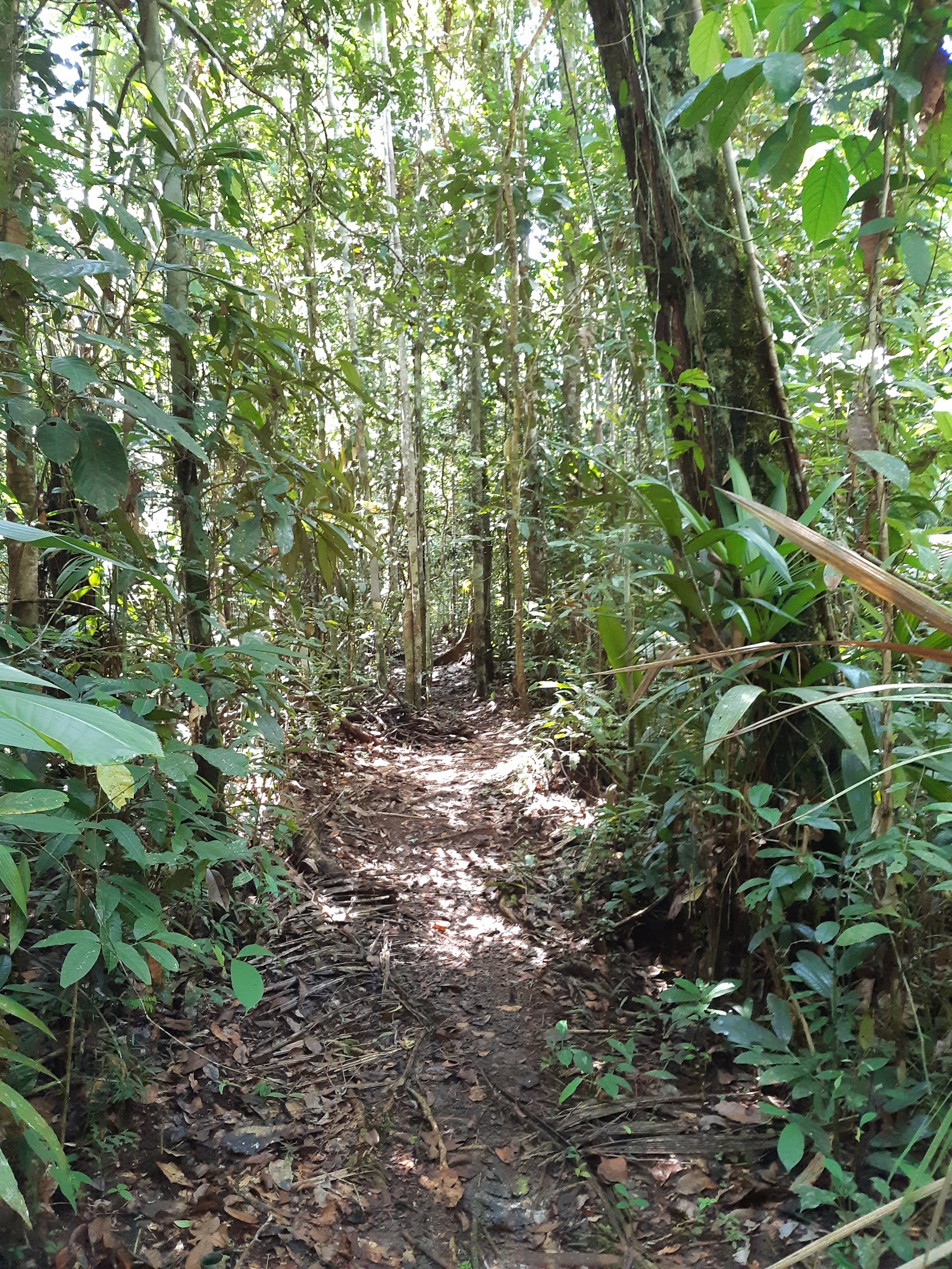 Ishpingo trail — Oficiais