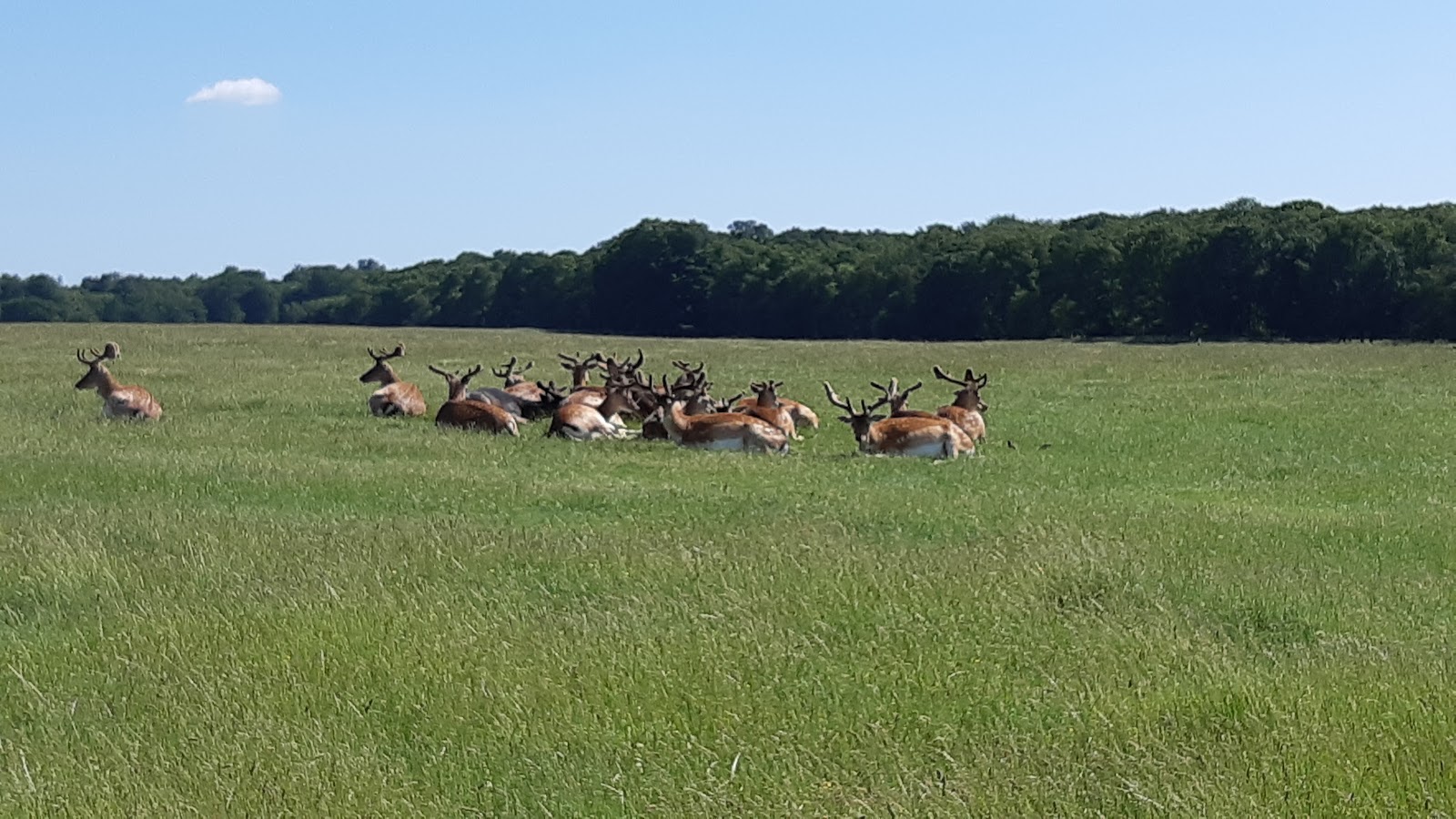 Jægersborg Dyrehave — Oficiais