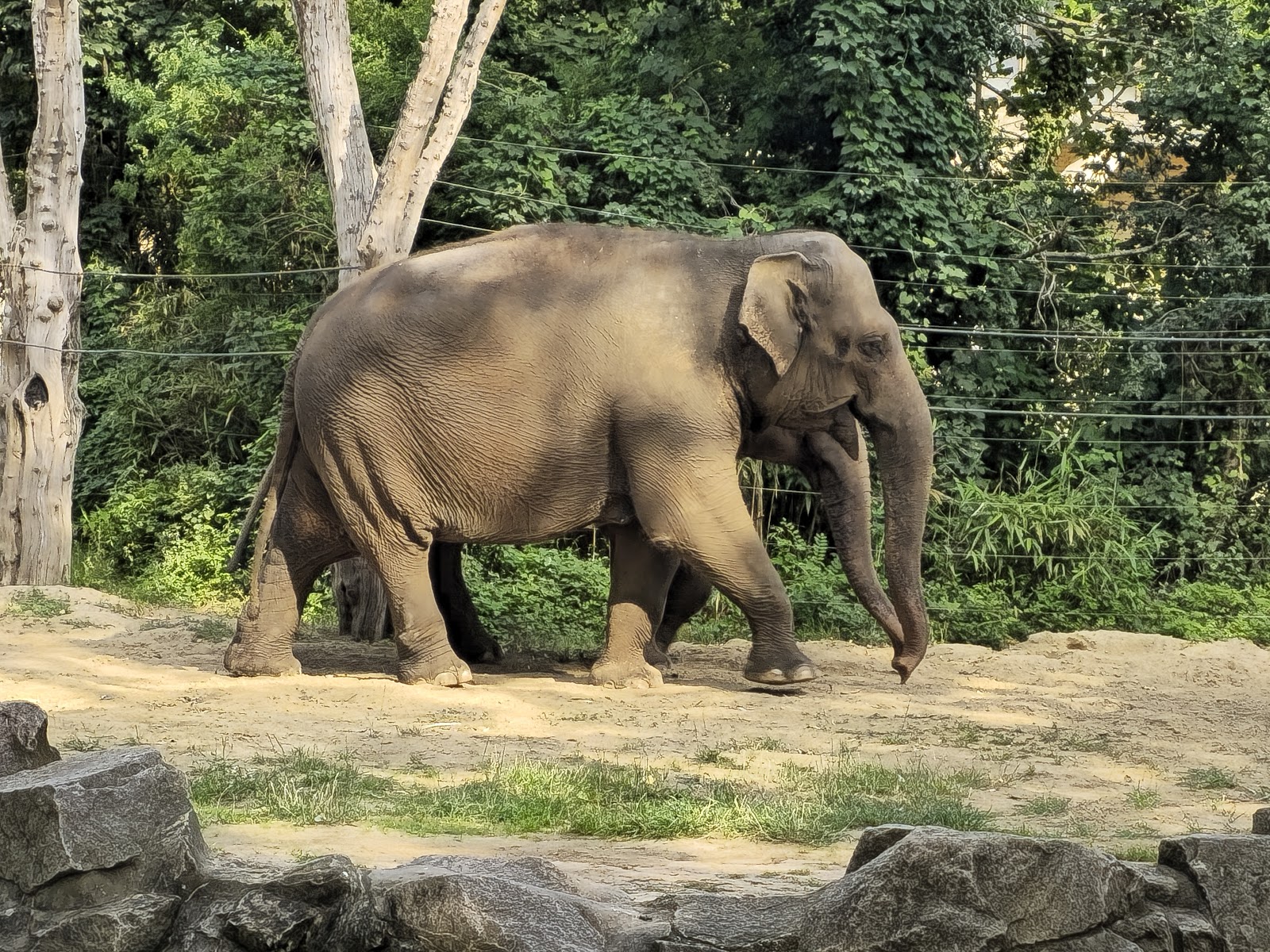 Jardim Zoológico de Berlim — Oficiais