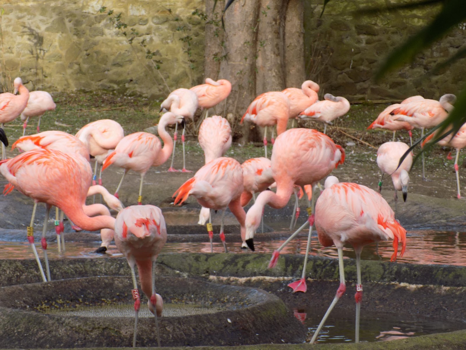 Jardim Zoológico de Edimburgo — Oficiais
