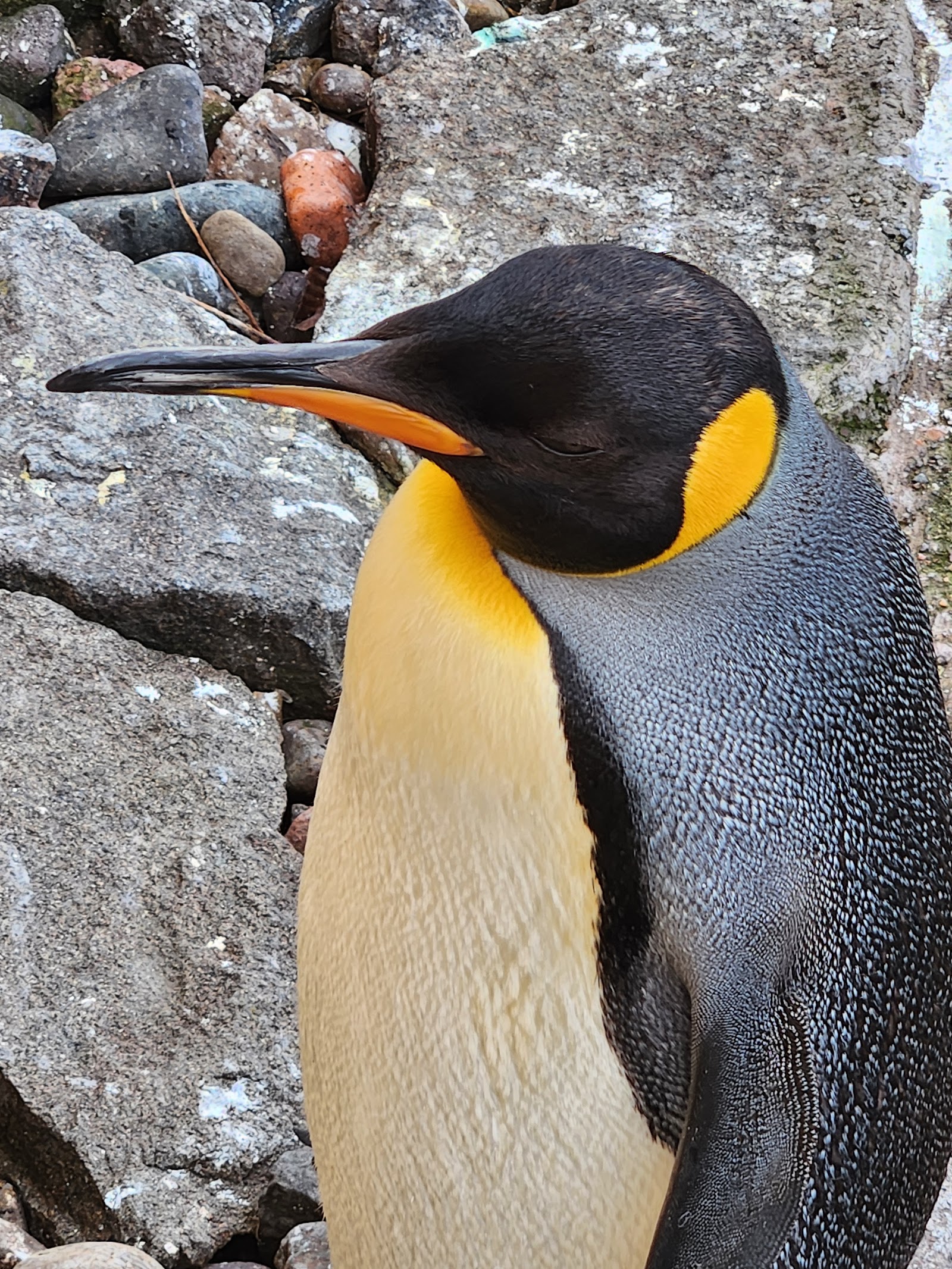 Jardim Zoológico de Edimburgo — Oficiais