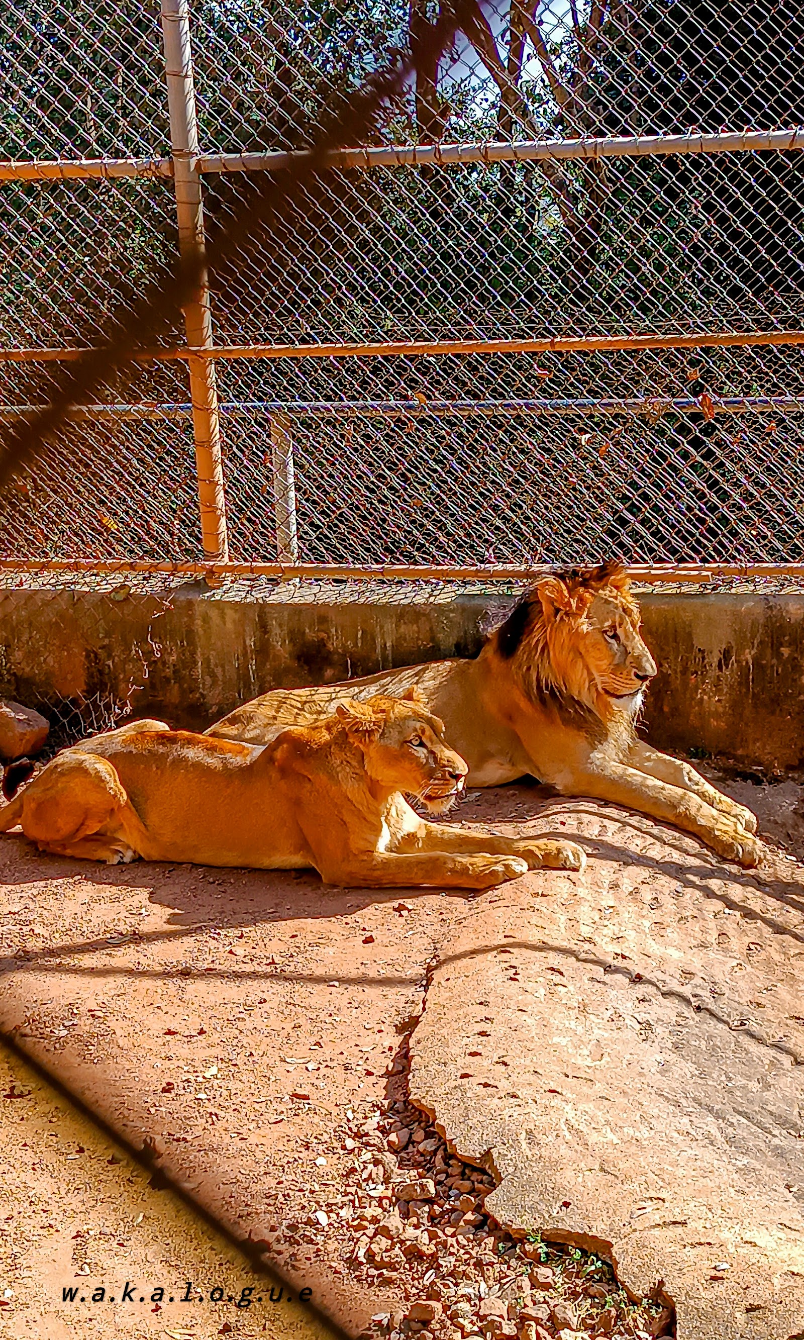 Jos Wildlife Park — Oficiais