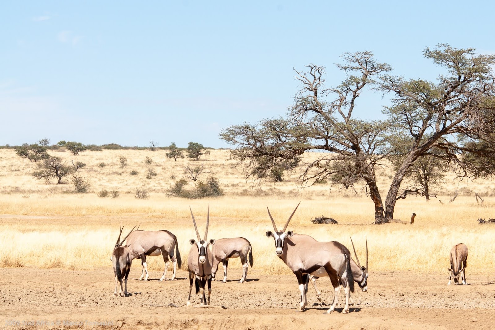 Kgalagadi Transfrontier Park