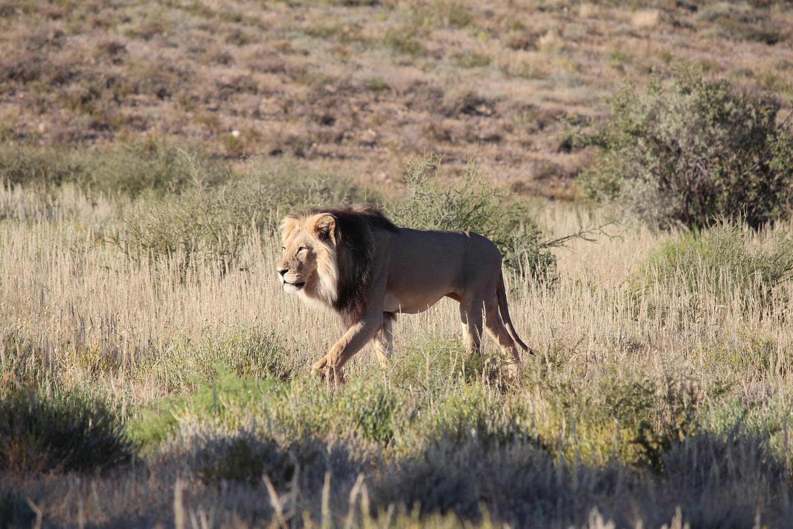 Kgalagadi Transfrontier Park — Oficiais