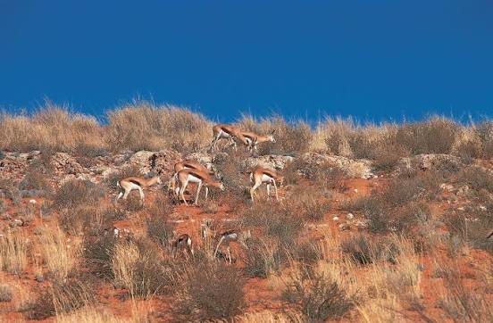 Kgalagadi Transfrontier Park — Oficiais