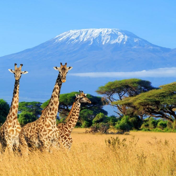 Kilimanjaro — Oficiais