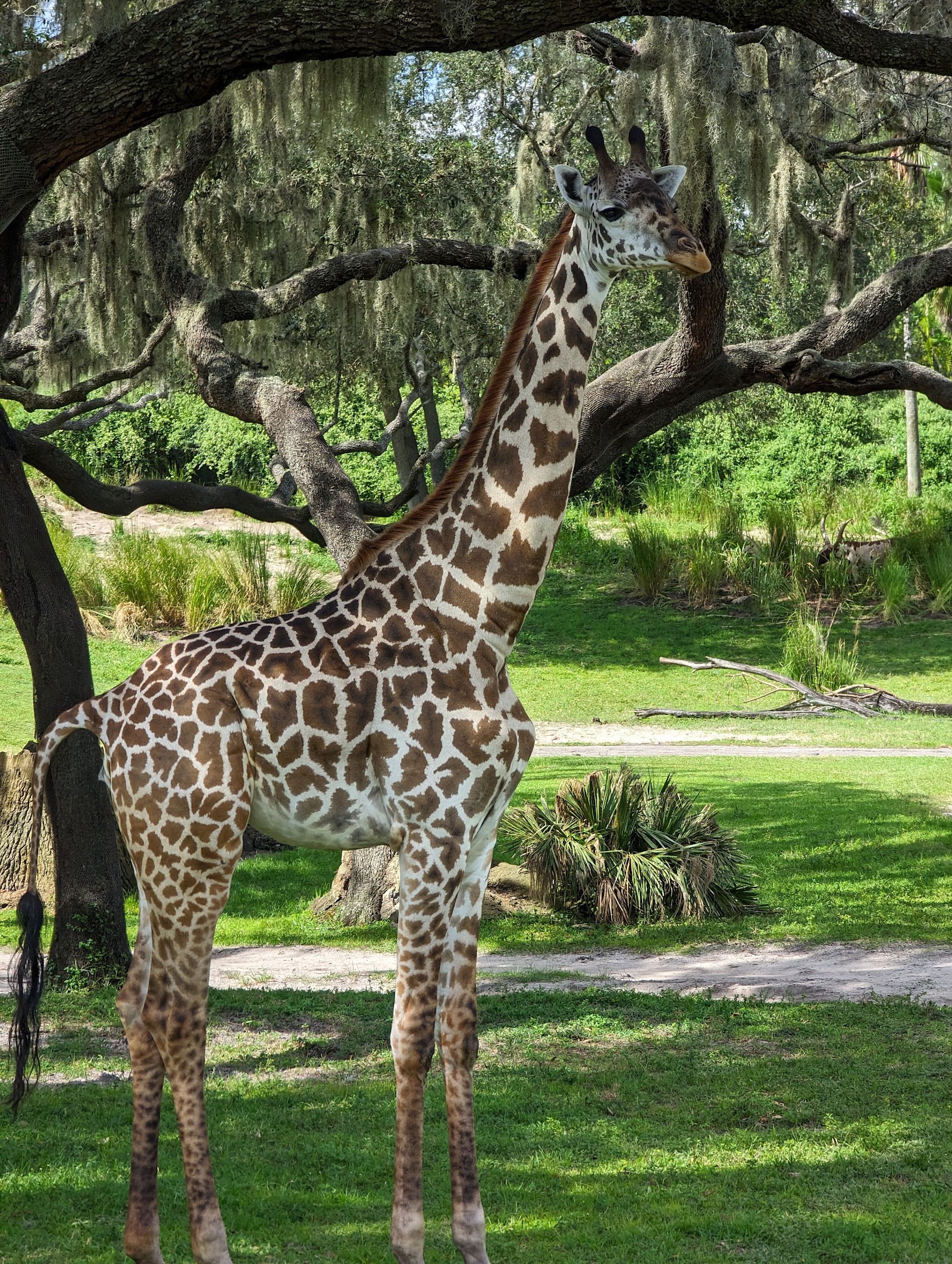 Kilimanjaro Safaris — Oficiais