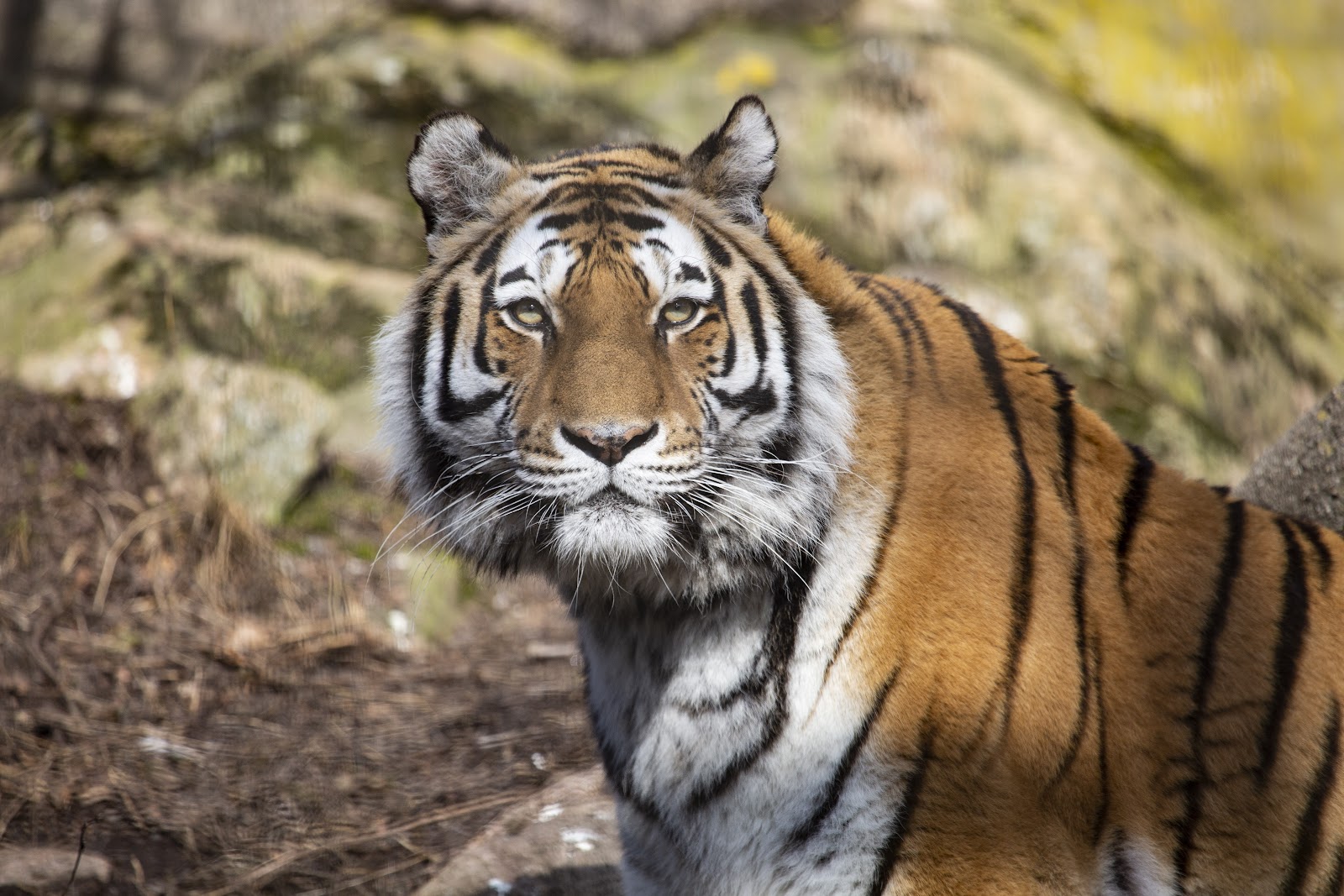 Korkeasaari Zoo