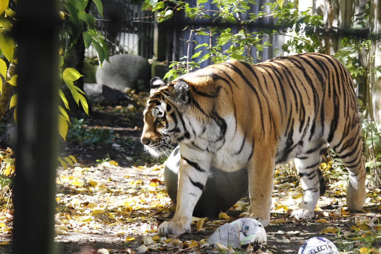 Korkeasaari Zoo — Oficiais